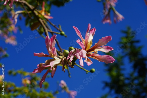 View of the flowers of the floss silk tree (Ceiba speciosa, formerly Chorisia speciosa), a species of deciduous tropical tree related to kapok and baobab photo