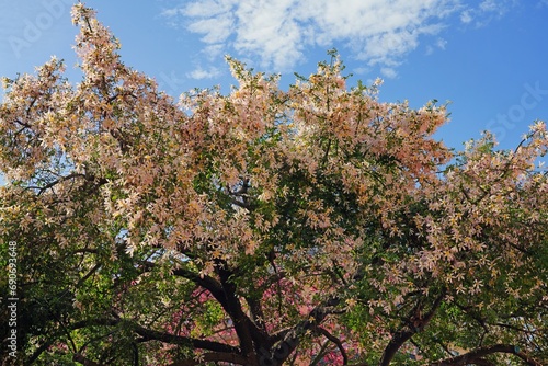 View of the flowers of the floss silk tree (Ceiba speciosa, formerly Chorisia speciosa), a species of deciduous tropical tree related to kapok and baobab