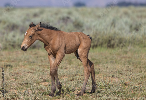 Cute Wild Horse Foal in the Wyoming Desert in Summer