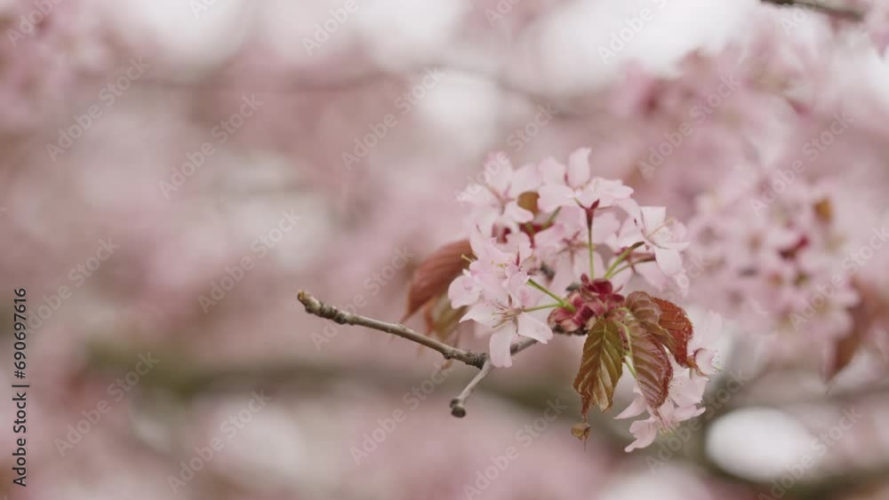 Slow motion of sakura cherry blossom in spring on a cloudy day Slow motion of sakura cherry blossom in spring on a cloudy day