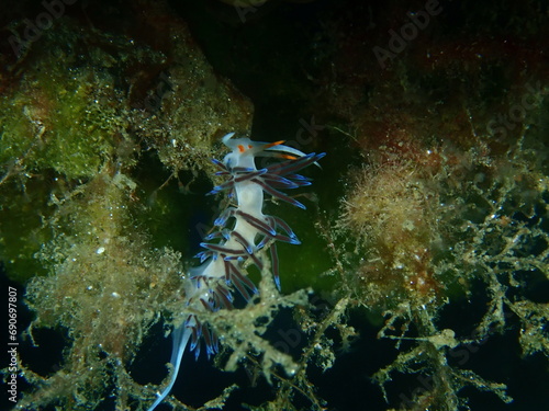 Sea slug pilgrim hervia (Cratena peregrina) extreme close-up undersea, Aegean Sea, Greece, Halkidiki