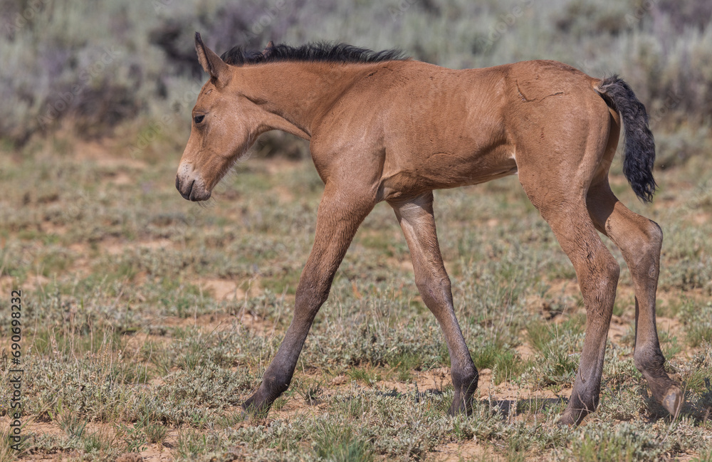 Cute Wild Horse Foal in the Wyoming Desert in Summer Cute Wild Horse Foal in the Wyoming Desert in Summer