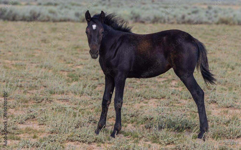 Cute Wild Horse Foal in the Wyoming Desert in Summer Cute Wild Horse Foal in the Wyoming Desert in Summer