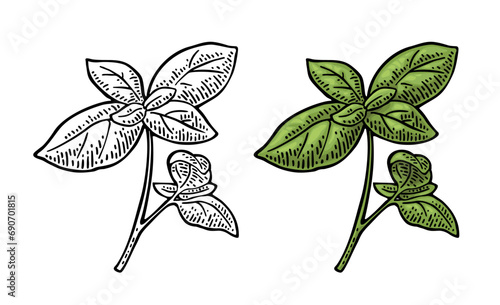 Branch green basil with fresh leaves. Engraving vintage vector color illustration. Isolated on white background. Hand drawn design for label and poster