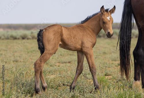Cute Wild Horse Foal in the Wyoming Desert in Summer