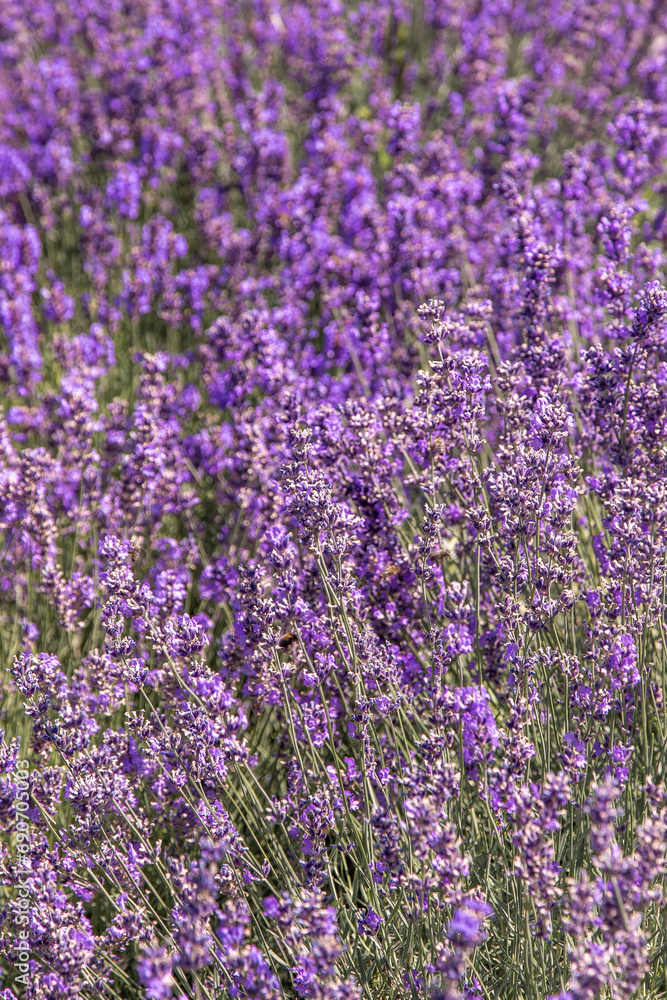 Purple lavender flowers bush. Flower in the field. Nature background. Grow a fragrant plant in the garden. Summer flower honey plant closeup. Purple lavender flowers bush. Flower in the field. Nature background. Grow a fragrant plant in the garden. Summer flower honey plant closeup.