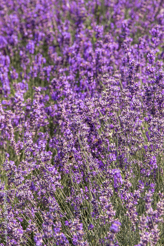 Purple lavender flowers bush. Flower in the field. Nature background. Grow a fragrant plant in the garden. Summer flower honey plant closeup.