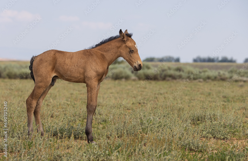 Cute Wild Horse Foal in the Wyoming Desert in Summer Cute Wild Horse Foal in the Wyoming Desert in Summer
