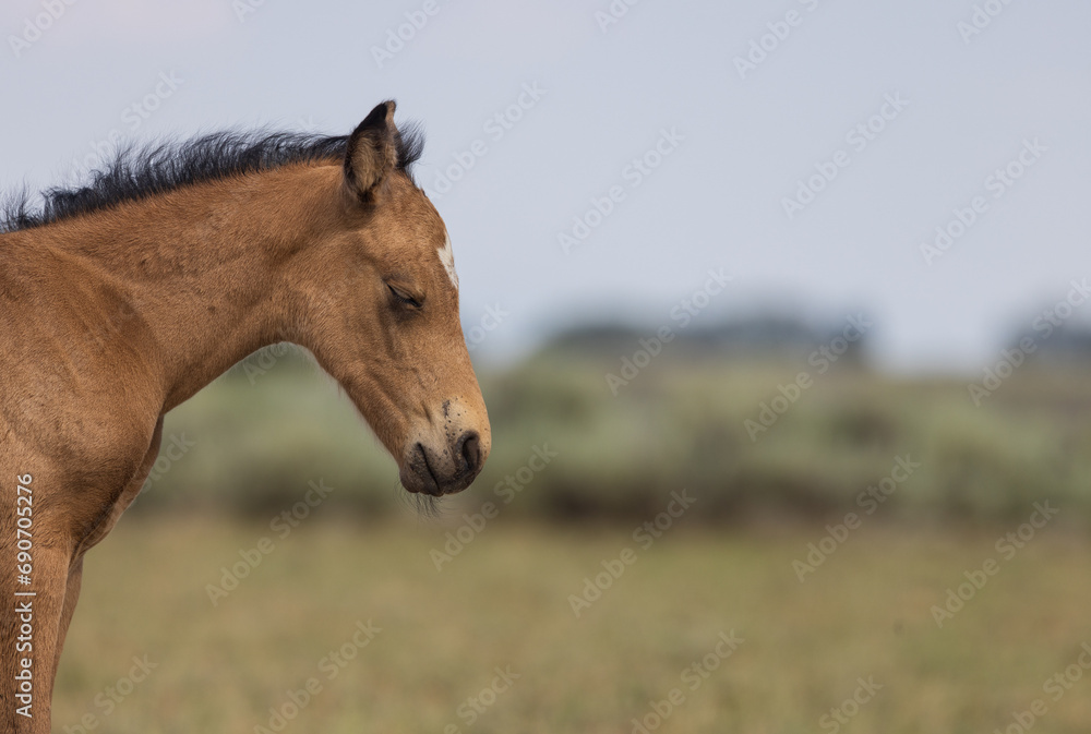 Cute Wild Horse Foal in the Wyoming Desert in Summer Cute Wild Horse Foal in the Wyoming Desert in Summer