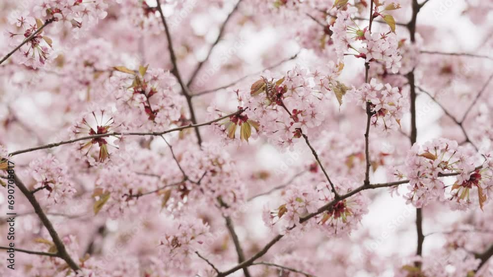 Slow motion of sakura cherry blossom in spring on a cloudy day Slow motion of sakura cherry blossom in spring on a cloudy day