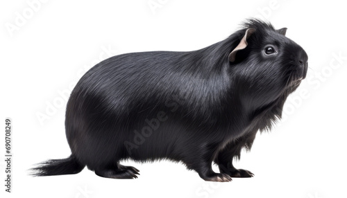 black guinea pig isolated on transparent background cutout photo