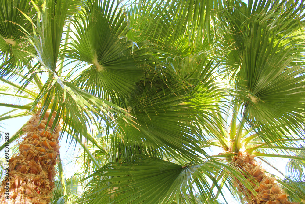 palm tree in the garden palm tree in the garden