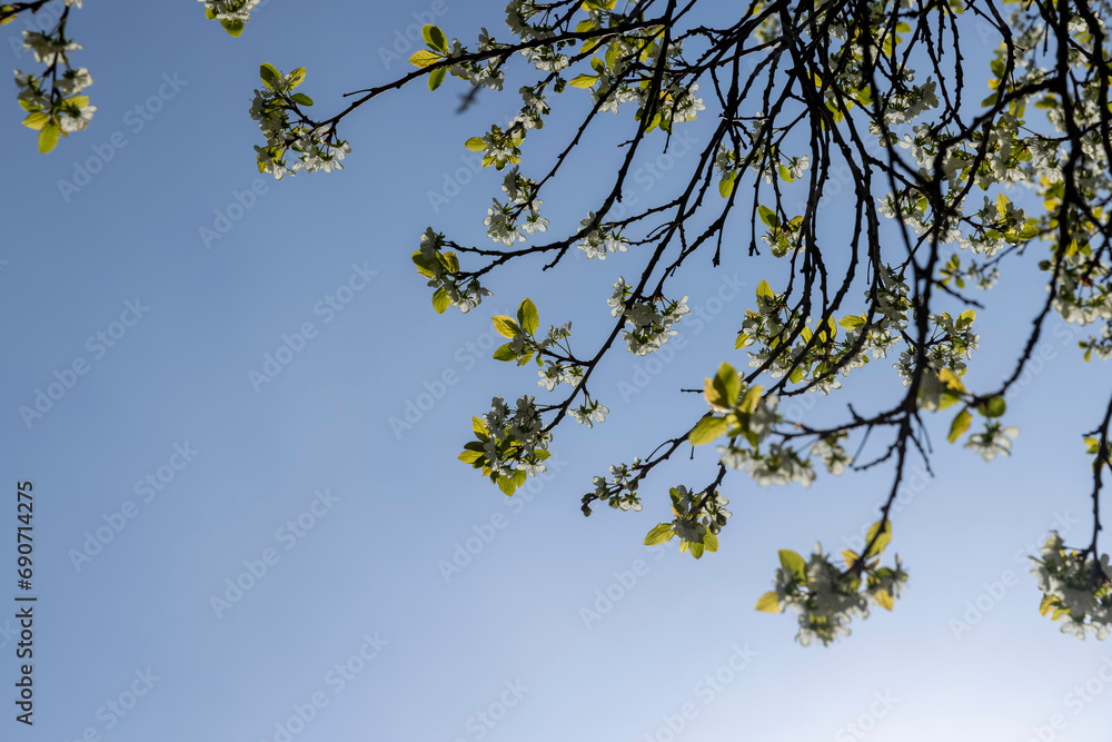 spring garden with cherry blossoms in sunny weather spring garden with cherry blossoms in sunny weather
