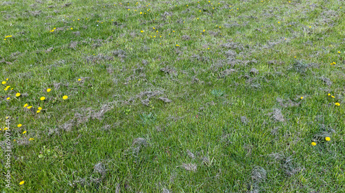 dry hay on fresh green grass after mowing in the field