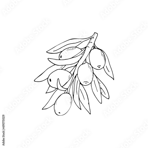 Sea buckthorn branch with berries and leaves isolated on a white background. Natural plant twigs with seabuckthorn fruits. Plant vector icon.