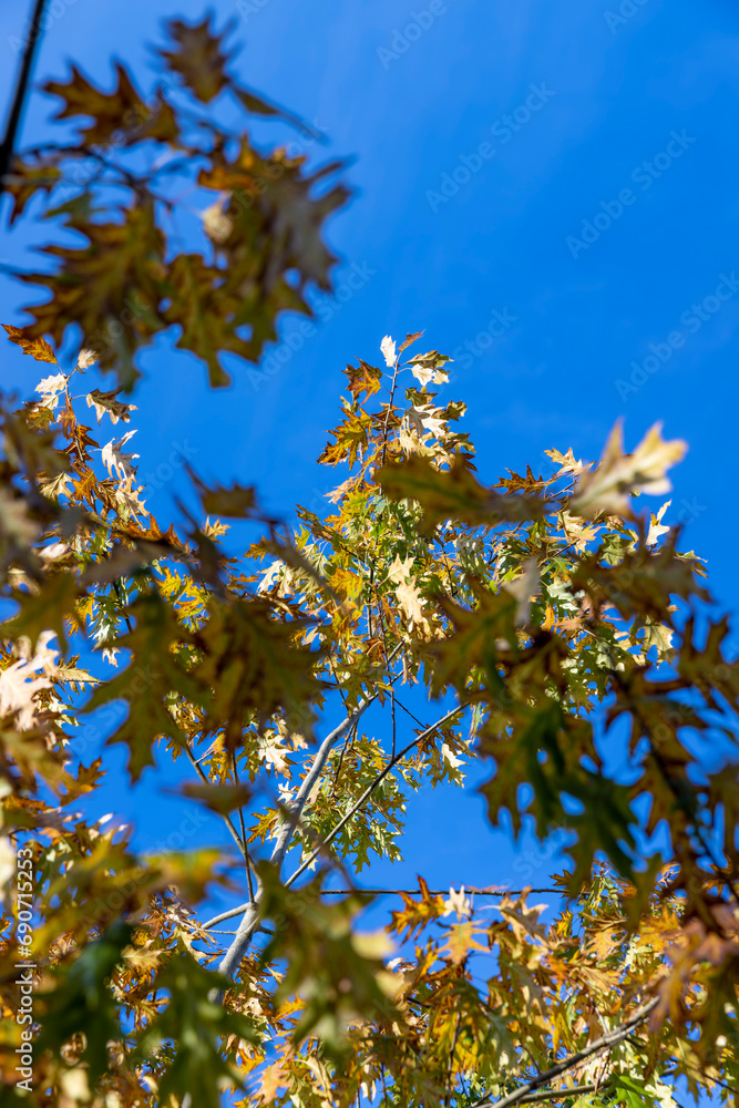 oak tree during the autumn season before leaf fall oak tree during the autumn season before leaf fall