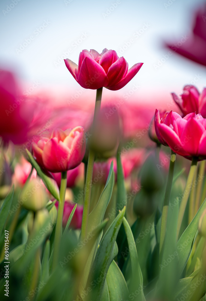 Red tulips in the Netherlands Red tulips in the Netherlands
