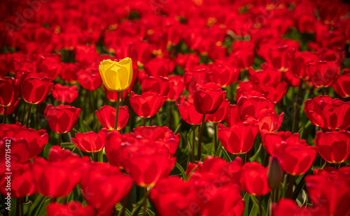 A yellow tulip surrounded by red tulips in the Netherlands