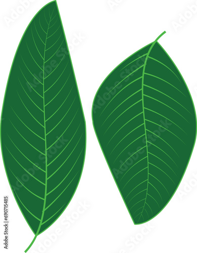 green leaf