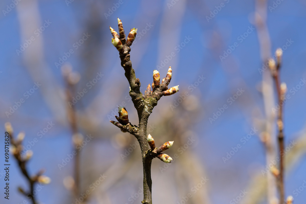 leafless deciduous trees in the spring season leafless deciduous trees in the spring season