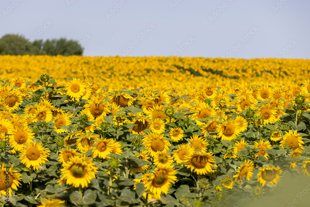 field with sunflowers during flowering and pollination by insect bees field with sunflowers during flowering and pollination by insect bees