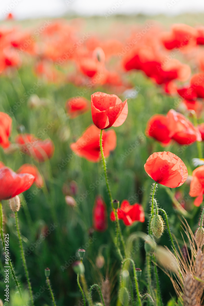 Fototapeta premium Fresh flowers growing in field