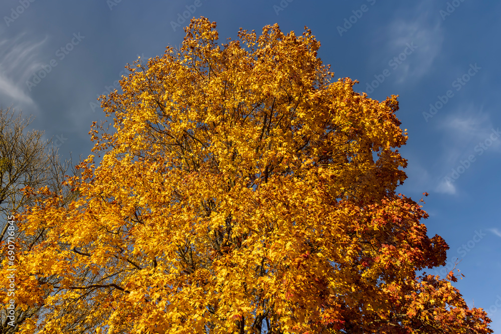 beautiful and bright orange maple foliage in autumn beautiful and bright orange maple foliage in autumn