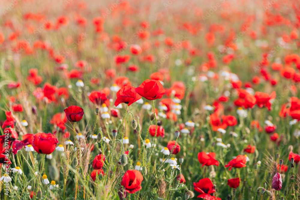 Fresh flowers growing in field