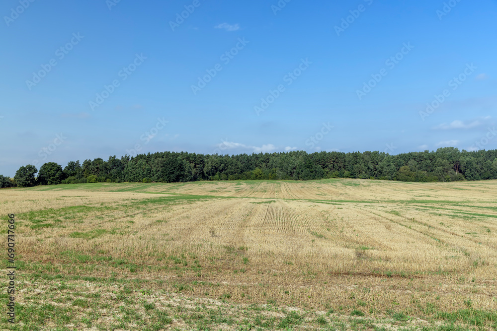 a field with grass in late summer or early autumn