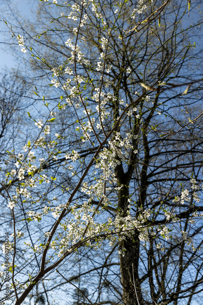 cherry blossoms in the orchard in spring cherry blossoms in the orchard in spring