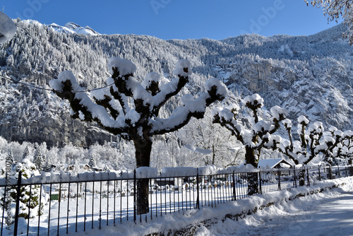 snow covered trees, snow covered wood