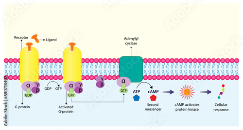 G protein coupled receptor. Structure of a G protein-coupled receptor (GPCR). Cell membrane receptors for ligands binding. cAMP, second messenger, production amplification. vector illustration.