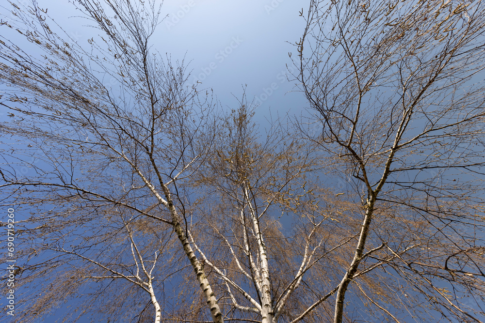 a birch tree without foliage in the spring season