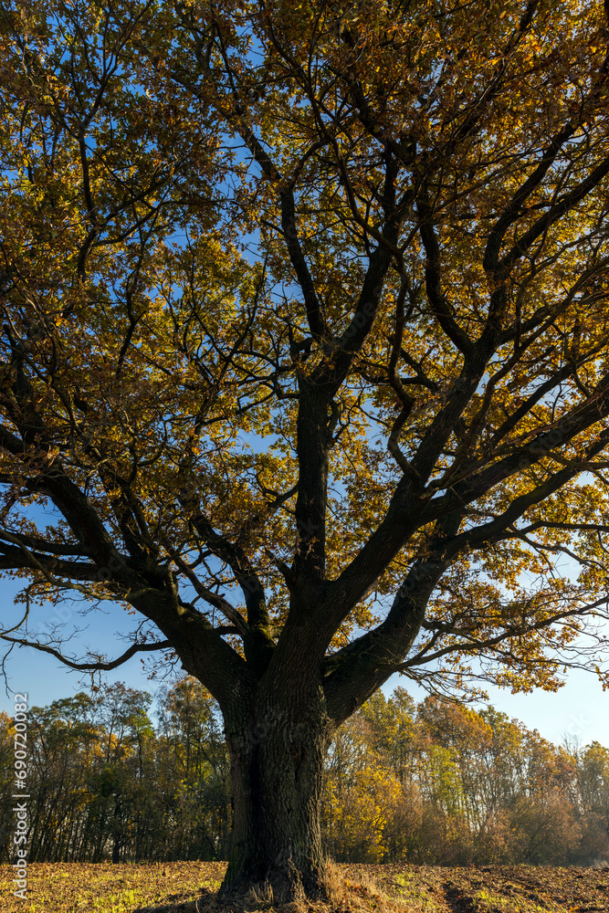 an old huge oak with orange autumn foliage an old huge oak with orange autumn foliage