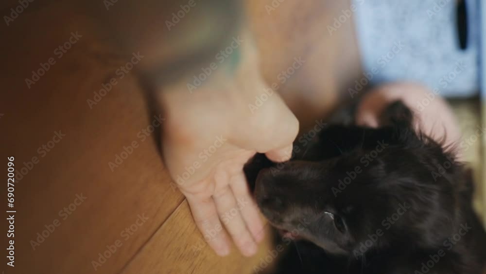 A young cute English spaniel puppy licks and bites the owner's hand. Cute brown English Cocker Spaniel puppy licks his owner's hand. A cute English spaniel puppy licks the owner's hand. A young cute English spaniel puppy licks and bites the owner's hand. Cute brown English Cocker Spaniel puppy licks his owner's hand. A cute English spaniel puppy licks the owner's hand.