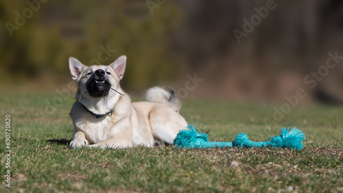 Norwegian Buhund Puppy Outside Chewing Stick