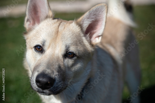 Norwegian Buhund Puppy Closeup Portrait