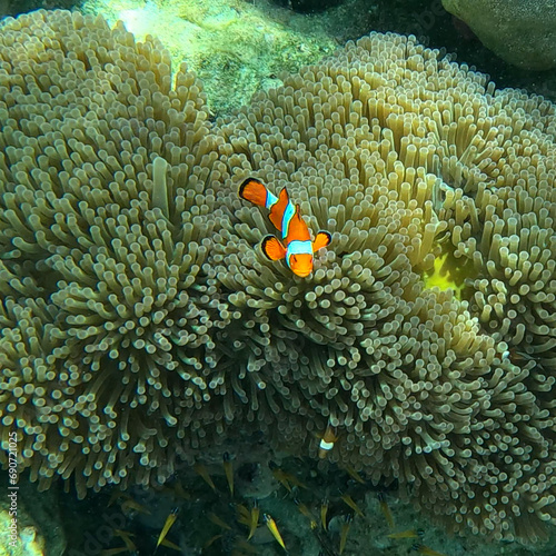 Fototapeta Naklejka Na Ścianę i Meble -  Koh Surin Island in the Andaman sea Thailand teaming with colourful Corel fish clown fish Nemo