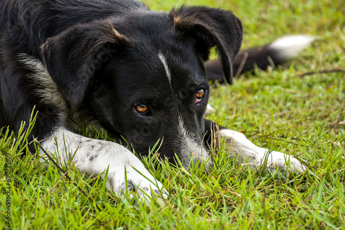 Black labrador retriever dog laying down, its head between paws looking sad with closed mouth.