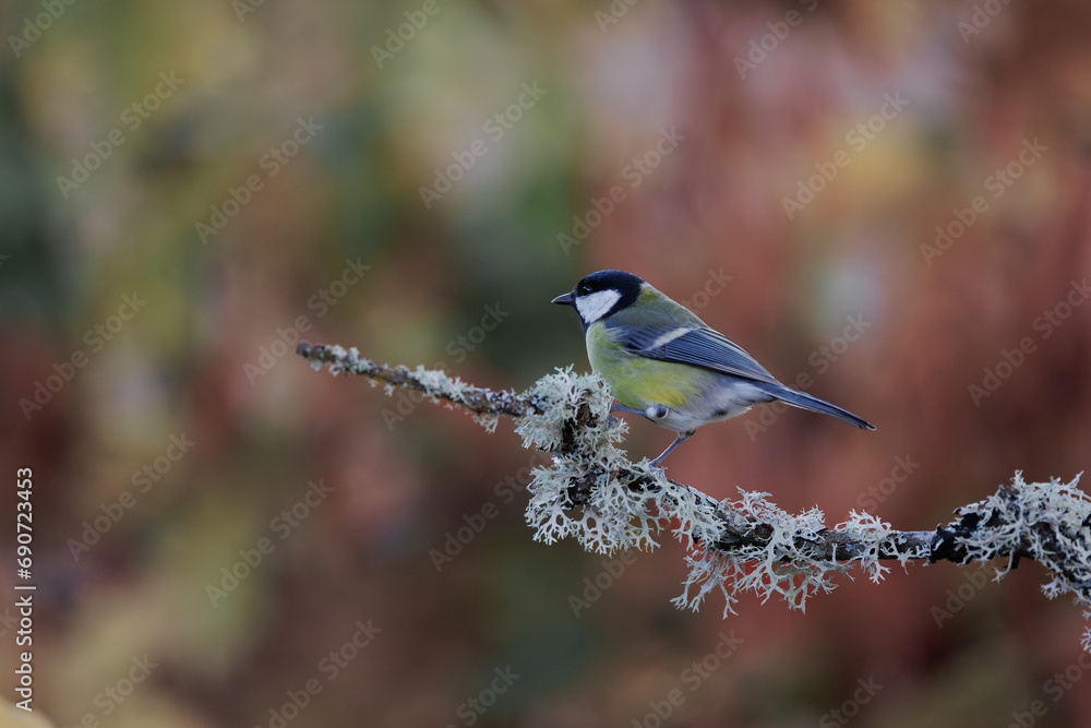 Obraz premium Great tit.- Parus major. The great tit has arrived in the autumn setting for the photo session