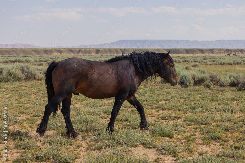 Wild Horse in Summer in the Wyoming Desert Wild Horse in Summer in the Wyoming Desert