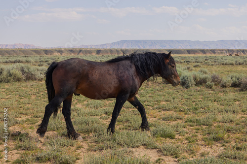 Wild Horse in Summer in the Wyoming Desert