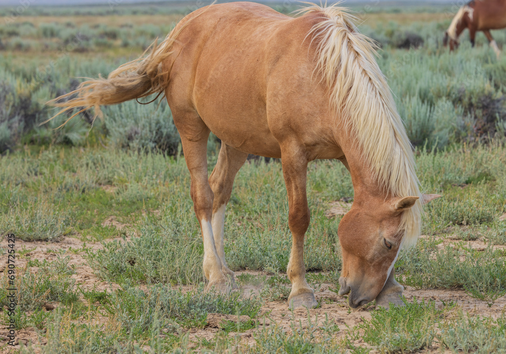 Wild Horse in Summer in the Wyoming Desert Wild Horse in Summer in the Wyoming Desert