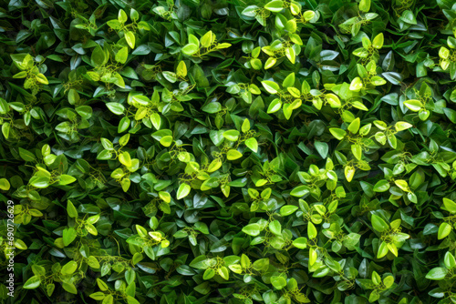Artificial green plant wall, texture background. © Hunman