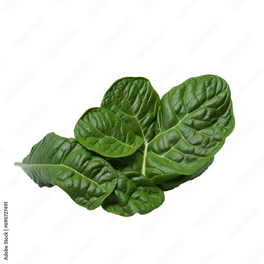 fresh spinach isolated on transparent and white background, Png fresh spinach isolated on transparent and white background, Png