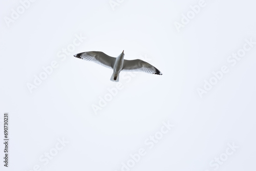 Summer, flying gull, view from below, close-up