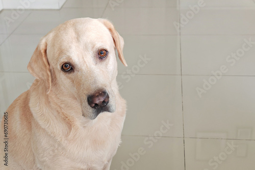 Portrait of adorable Labrador retriever dog look at camera
