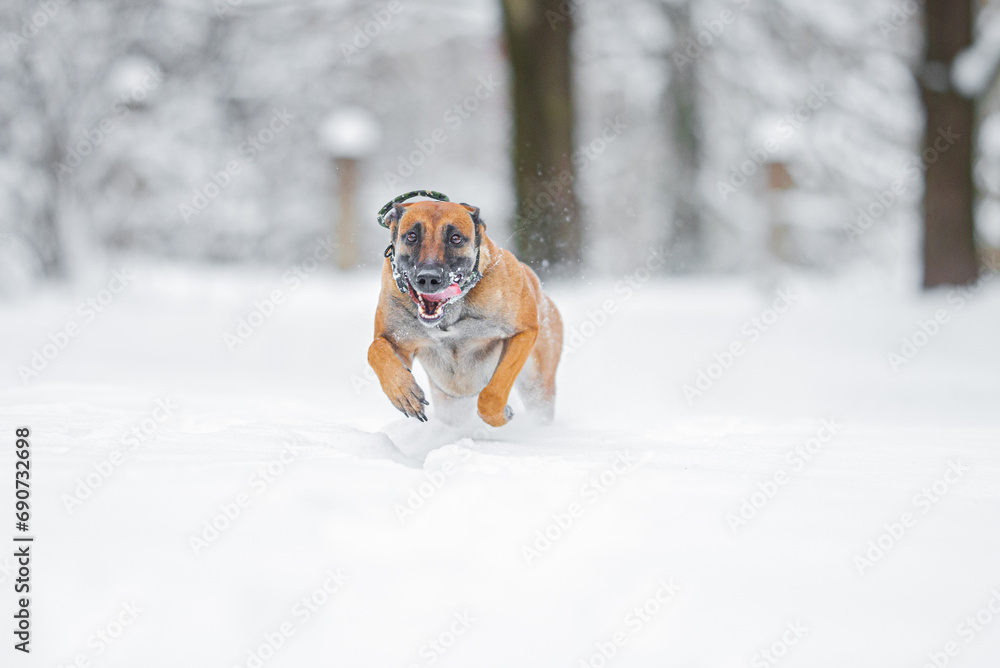 Beautiful purebred Belgian Malinois playing outdoor in the snow, winter mood and blurred background