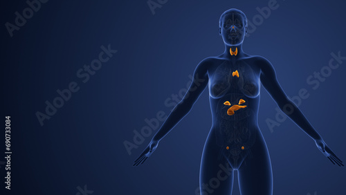 Billede på lærred Muscarinic acetylcholine receptor endocrine system in females