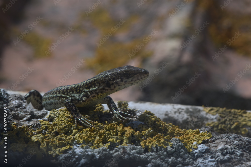 Lizard looking at camera resting on a stone